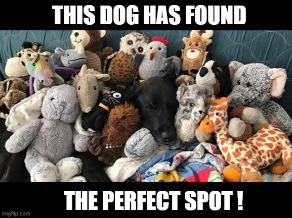 They're All Cuddly Toys ! | THIS DOG HAS FOUND; THE PERFECT SPOT ! | image tagged in dogs,perfect spot,cuddly toys | made w/ Imgflip meme maker