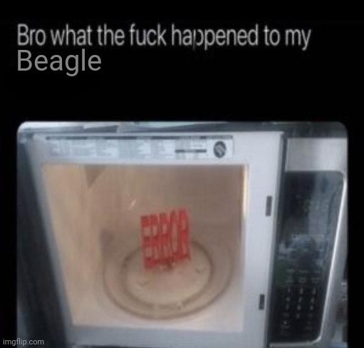 Bro what the frick happened to my blank | Beagle | image tagged in bro what the frick happened to my blank | made w/ Imgflip meme maker