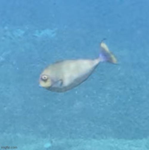 fish PTSD | image tagged in cursed image | made w/ Imgflip meme maker