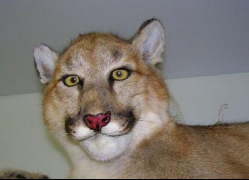 Bad taxidermy cougar Blank Meme Template