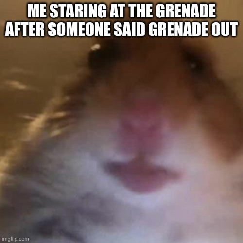 Hampter | ME STARING AT THE GRENADE AFTER SOMEONE SAID GRENADE OUT | image tagged in hampter | made w/ Imgflip meme maker