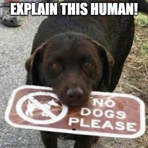 No Dogs | EXPLAIN THIS HUMAN! | image tagged in funny dogs | made w/ Imgflip meme maker