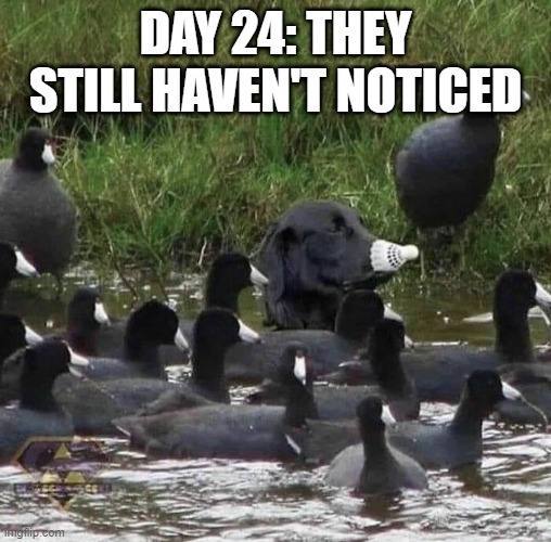 Blend In | DAY 24: THEY STILL HAVEN'T NOTICED | image tagged in funny dogs | made w/ Imgflip meme maker