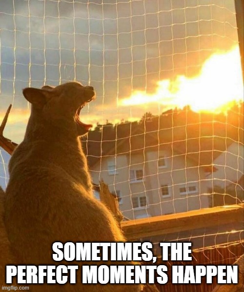 Breathe Fire | SOMETIMES, THE PERFECT MOMENTS HAPPEN | image tagged in funny cats | made w/ Imgflip meme maker