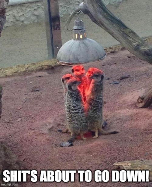 Meerkat Mayhem | SHIT'S ABOUT TO GO DOWN! | image tagged in funny animals | made w/ Imgflip meme maker