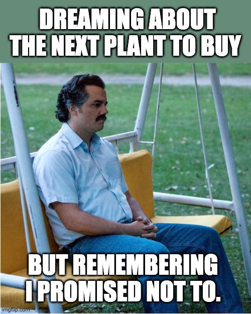 Promised i wouldn't buy more plants... | DREAMING ABOUT THE NEXT PLANT TO BUY; BUT REMEMBERING I PROMISED NOT TO. | image tagged in sad pablo alone on swing - square | made w/ Imgflip meme maker