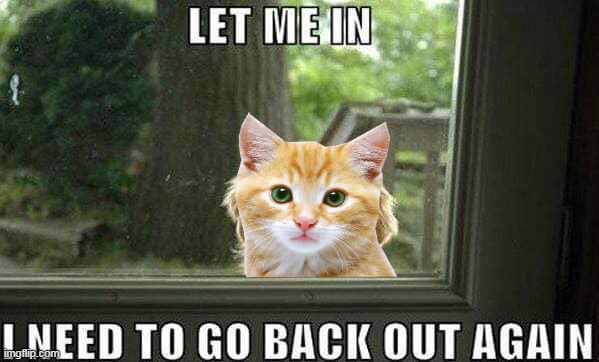let the cat in | image tagged in let me in,cat | made w/ Imgflip meme maker