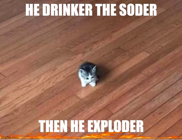 small cat | HE DRINKER THE SODER THEN HE EXPLODER | image tagged in small cat | made w/ Imgflip meme maker