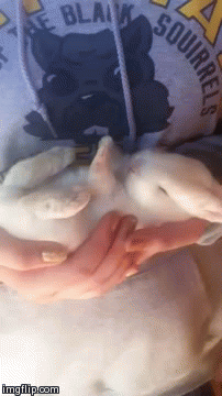 BunBunny | image tagged in gifs | made w/ Imgflip video-to-gif maker