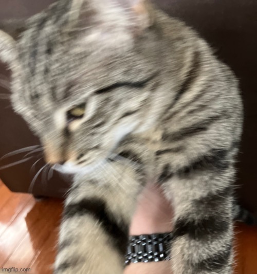 my stupid fucking cat | made w/ Imgflip meme maker