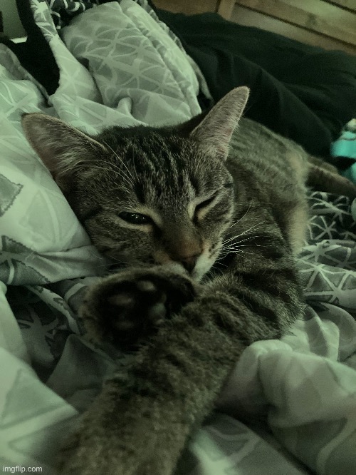 my fucking idiot cat again | made w/ Imgflip meme maker