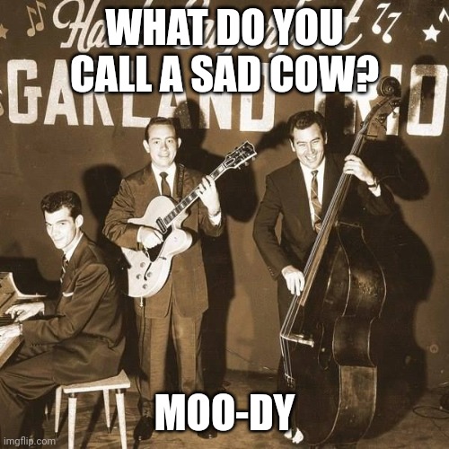 Daddy Rabbit memes | WHAT DO YOU CALL A SAD COW? MOO-DY | image tagged in daddy rabbit memes,funny,cows,rock and roll | made w/ Imgflip meme maker