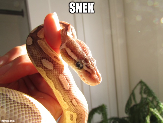 sunshine snek | SNEK | image tagged in sunshine snek | made w/ Imgflip meme maker