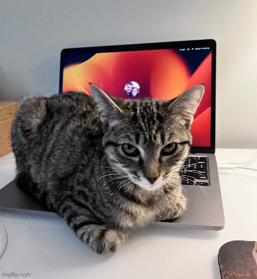 my kitty cat hazel | made w/ Imgflip meme maker
