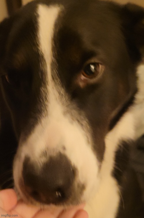 Dawg | made w/ Imgflip meme maker