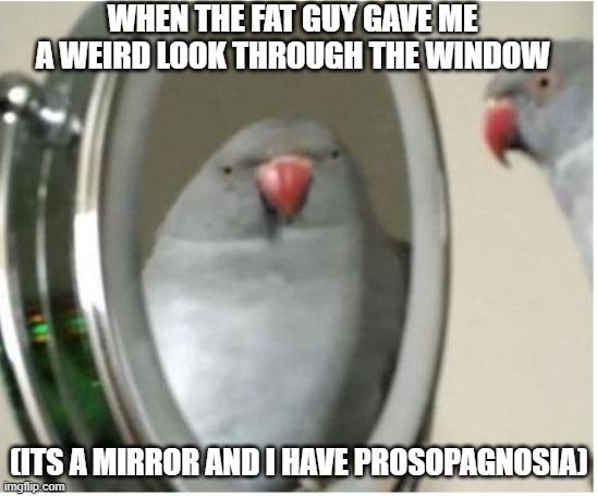 prosopagnosia | WHEN THE FAT GUY GAVE ME A WEIRD LOOK THROUGH THE WINDOW; (ITS A MIRROR AND I HAVE PROSOPAGNOSIA) | image tagged in parrot and mirror,psychology | made w/ Imgflip meme maker