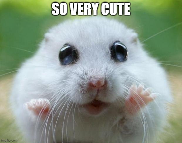 so very cute | SO VERY CUTE | image tagged in hamster cute | made w/ Imgflip meme maker