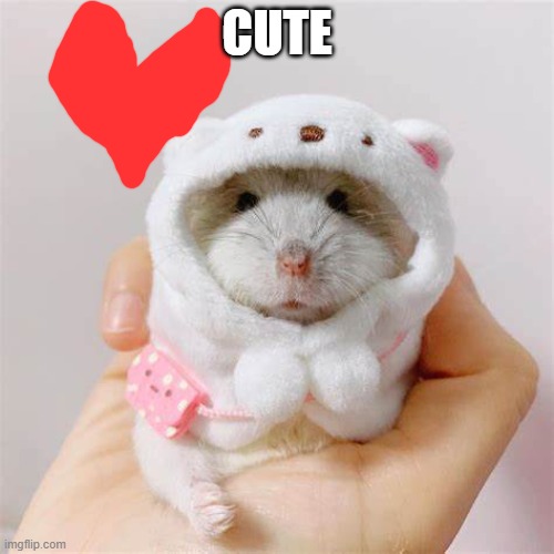 cute | CUTE | image tagged in holding hamster | made w/ Imgflip meme maker