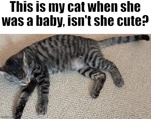 Cuet baby cat | This is my cat when she was a baby, isn't she cute? | image tagged in cute cat,cute,wholesome | made w/ Imgflip meme maker