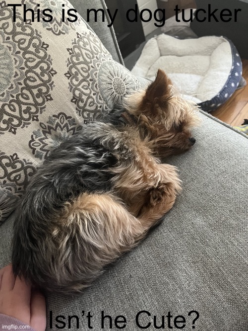 Fluffy Puppy | This is my dog tucker; Isn’t he Cute? | image tagged in fluffy puppy | made w/ Imgflip meme maker