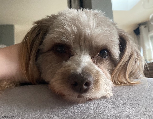 my dog Chloe | made w/ Imgflip meme maker