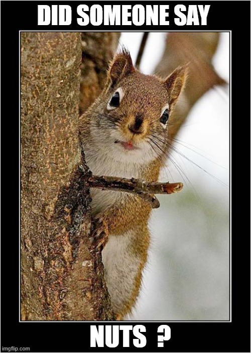 Greedy Squirrel Begging ! | DID SOMEONE SAY; NUTS  ? | image tagged in squirrel,greedy,begging | made w/ Imgflip meme maker