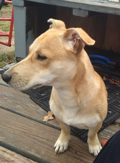 found this dawg i fed him lasagna once but instead he ate the grease i poured outside hours ago | made w/ Imgflip meme maker