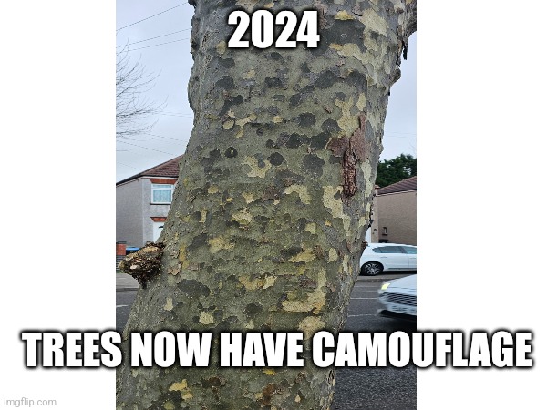 2024; TREES NOW HAVE CAMOUFLAGE | made w/ Imgflip meme maker