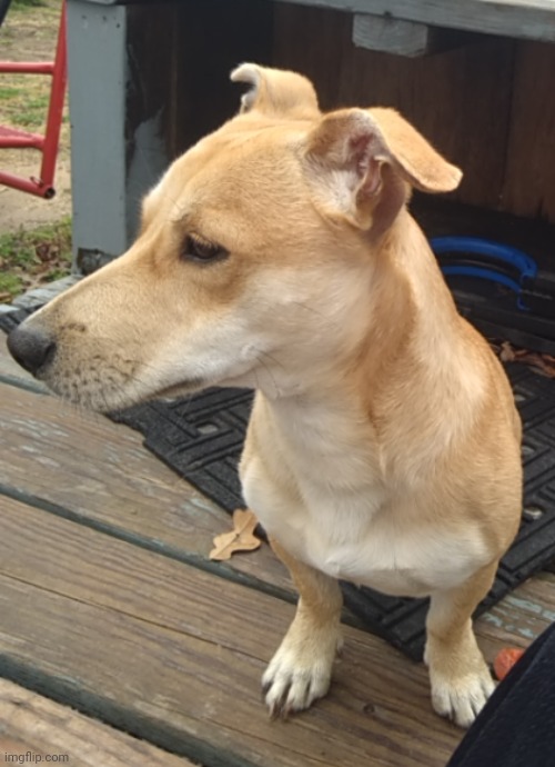 who dawg is mod note: ❗I JUST LOST MY DAAAWWWG❗ :fire: :yell: | made w/ Imgflip meme maker