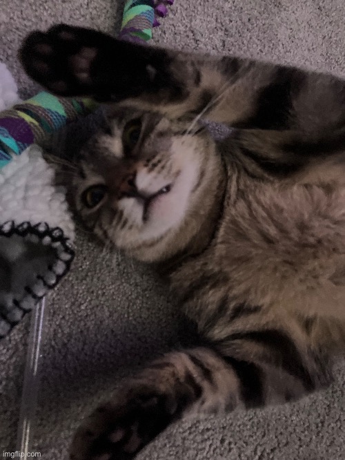 hazel is being such a goober | made w/ Imgflip meme maker