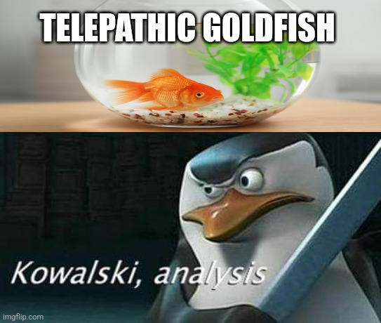 Telepathic goldfish | TELEPATHIC GOLDFISH | image tagged in kowalski analysis,jpfan102504 | made w/ Imgflip meme maker