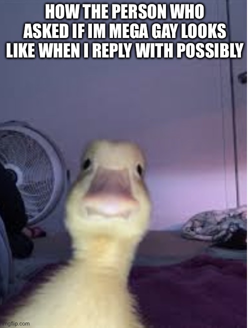 You were expecting a diffrent answer weren’t you | HOW THE PERSON WHO ASKED IF IM MEGA GAY LOOKS LIKE WHEN I REPLY WITH POSSIBLY | image tagged in awkward stare | made w/ Imgflip meme maker