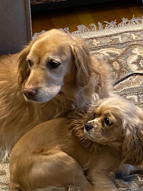 I feel like this would make a good template | made w/ Imgflip meme maker