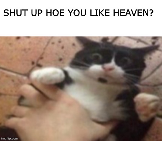 Cat caught in 4 k | SHUT UP HOE YOU LIKE HEAVEN? | image tagged in cat caught in 4 k | made w/ Imgflip meme maker