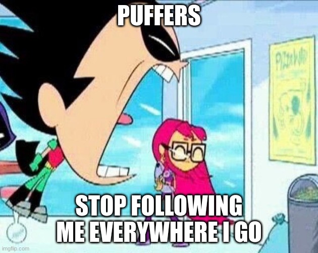 like damn i aint got no privacy no more | PUFFERS; STOP FOLLOWING ME EVERYWHERE I GO | image tagged in robin yelling at material girl | made w/ Imgflip meme maker