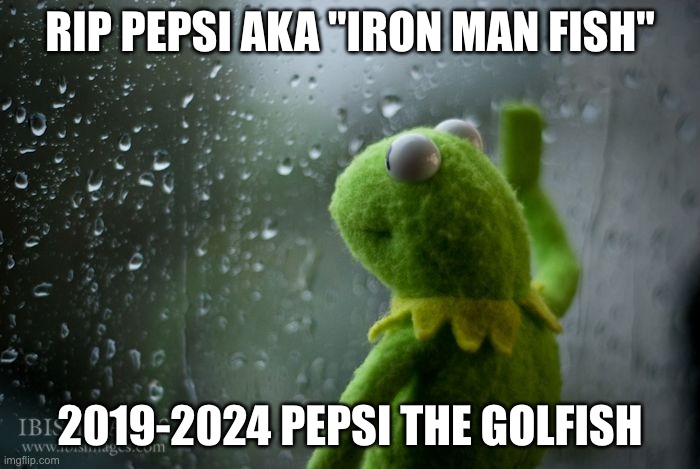 rip iron man fish :( | RIP PEPSI AKA "IRON MAN FISH"; 2019-2024 PEPSI THE GOLFISH | image tagged in kermit window,pepsi,fish,pets | made w/ Imgflip meme maker