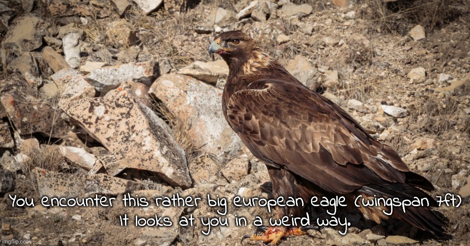 This is a preview of a new oc I'm writing: Icarus | You encounter this rather big european eagle (wingspan 7ft)
It looks at you in a weird way. | made w/ Imgflip meme maker