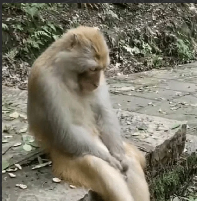 High Quality Macaco Triste Blank Meme Template