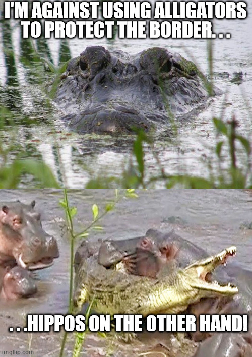 Hippos are wwwaaayyy bigger, temperamental & territorial than any alligator. | I'M AGAINST USING ALLIGATORS TO PROTECT THE BORDER. . . . . .HIPPOS ON THE OTHER HAND! | image tagged in alligator in swamp linda macphee,political humor,secure the border,politics | made w/ Imgflip meme maker