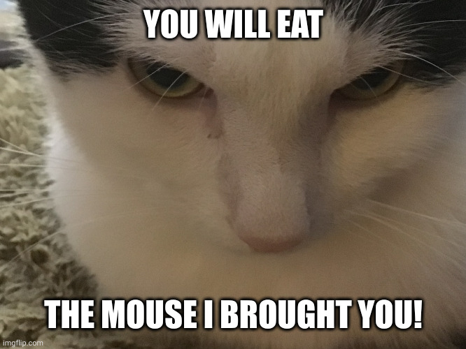 Eat your dinner! | YOU WILL EAT; THE MOUSE I BROUGHT YOU! | image tagged in angry cat heavens cat,memes,mousecatcher,working cat,force feed,eat your vegetables | made w/ Imgflip meme maker