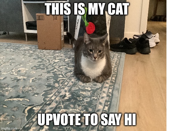 No, I’m not begging for upvotes. I just want to share a pic of my cat | THIS IS MY CAT; UPVOTE TO SAY HI | image tagged in memes,cats | made w/ Imgflip meme maker