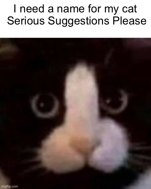 I need a name for my cat  Serious Suggestions Please | made w/ Imgflip meme maker