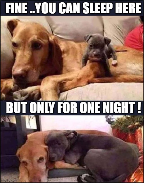 Dog And New Puppy ! | FINE ..YOU CAN SLEEP HERE; BUT ONLY FOR ONE NIGHT ! | image tagged in dogs,puppy,sleeping | made w/ Imgflip meme maker