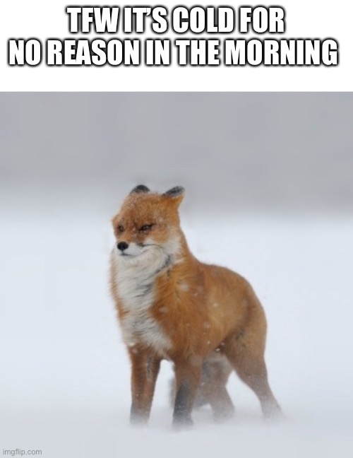 It fukem wimdy | TFW IT’S COLD FOR NO REASON IN THE MORNING | image tagged in it fukem wimdy | made w/ Imgflip meme maker