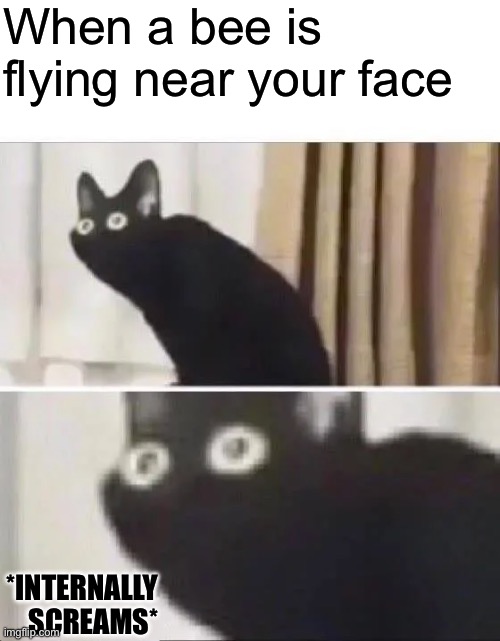 When I was 6 a wasp landed in my lip and bit it | When a bee is flying near your face; *INTERNALLY SCREAMS* | image tagged in oh no black cat | made w/ Imgflip meme maker