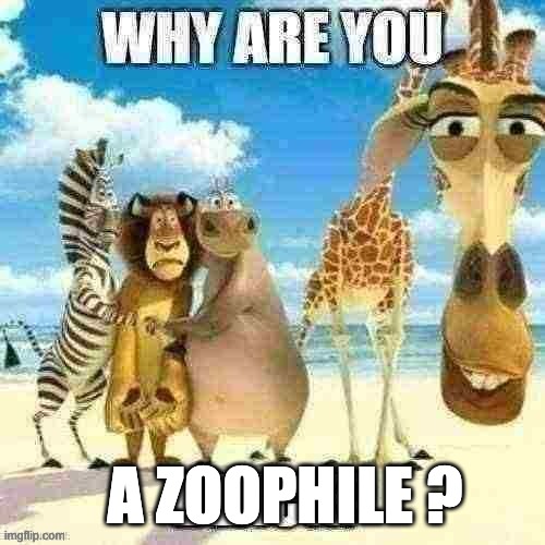 why are you black? | A ZOOPHILE ? | image tagged in why are you black | made w/ Imgflip meme maker