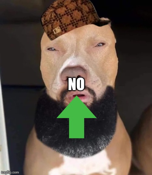 rizz dog | NO | image tagged in rizz dog | made w/ Imgflip meme maker