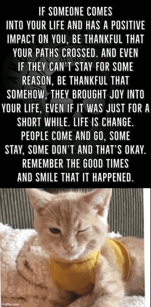 Bringing joy in life | image tagged in cat,meme | made w/ Imgflip meme maker