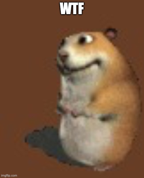 Hamster | WTF | image tagged in hamster | made w/ Imgflip meme maker