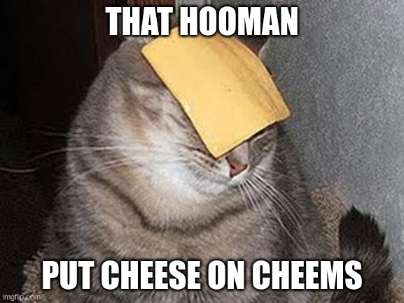 Cats with cheese | THAT HOOMAN; PUT CHEESE ON CHEEMS | image tagged in cats with cheese | made w/ Imgflip meme maker